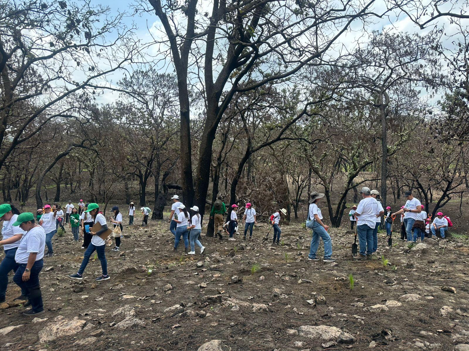 Voluntariado