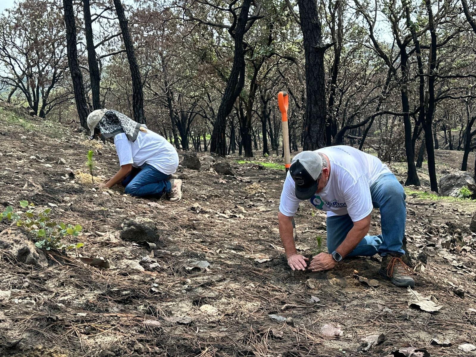 Voluntariado