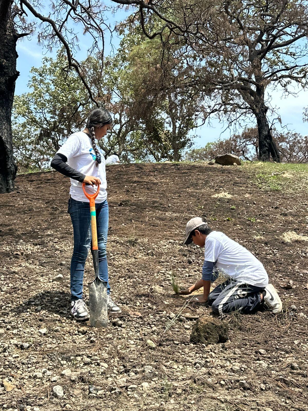 Voluntariado