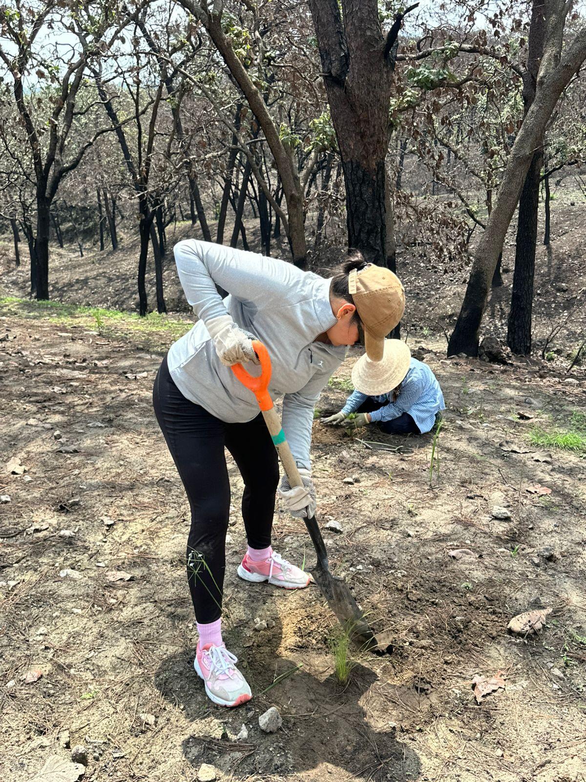 Voluntariado