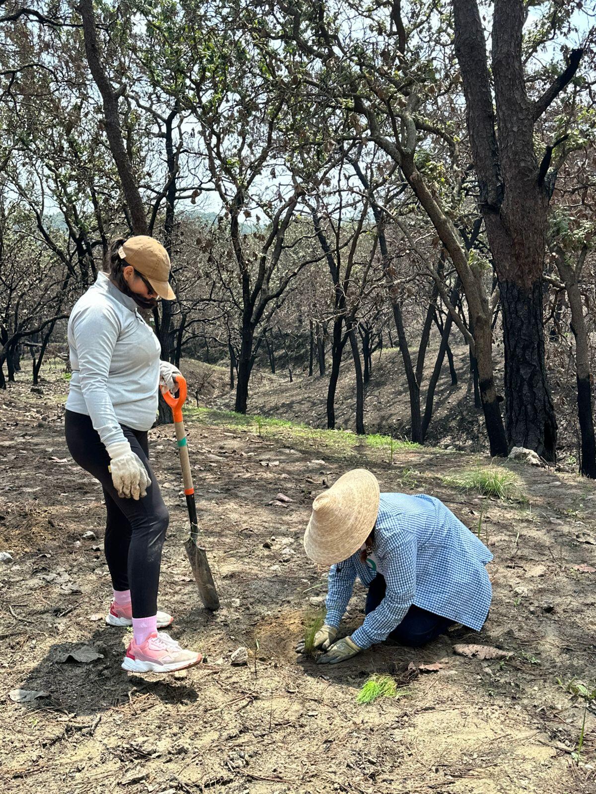 Voluntariado