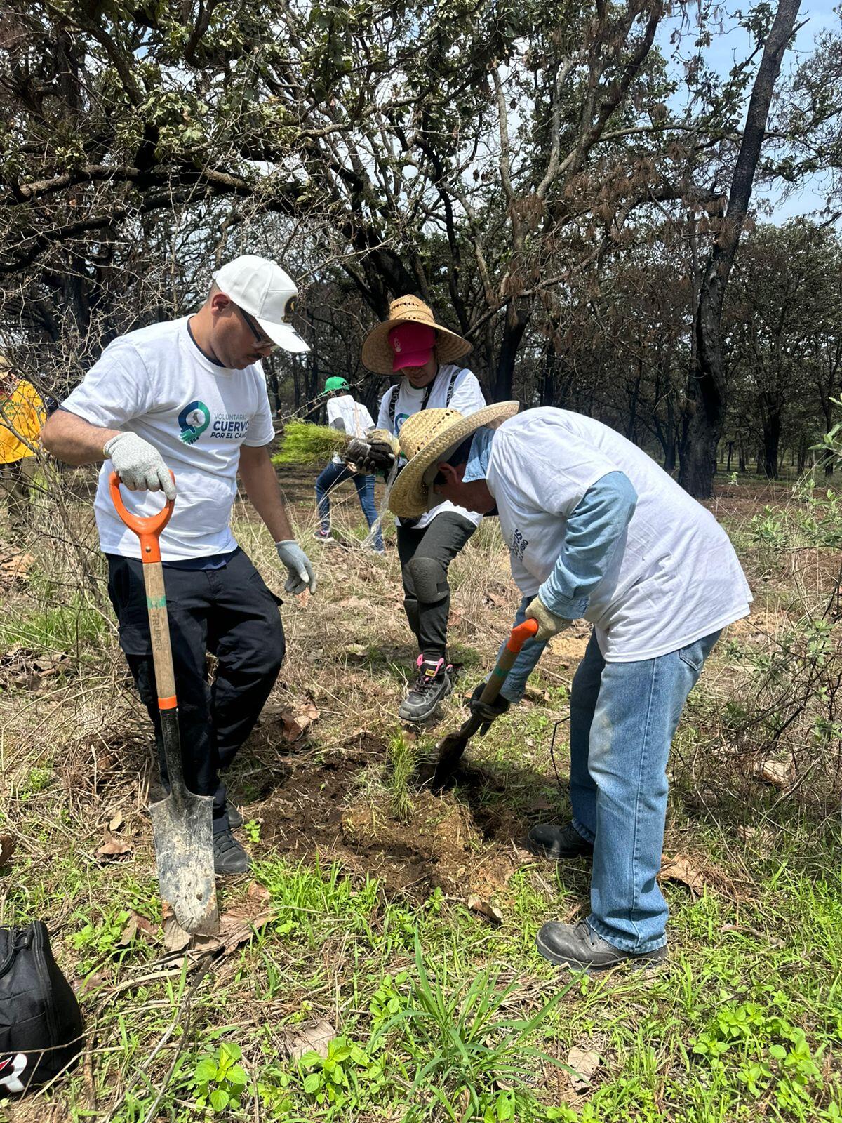 Voluntariado