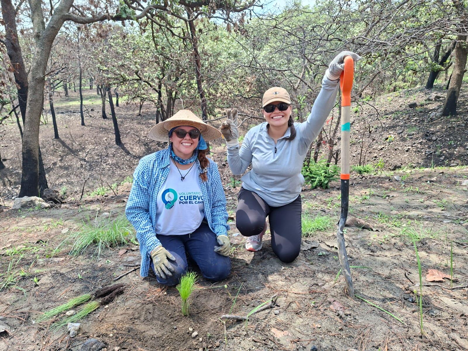 Voluntariado