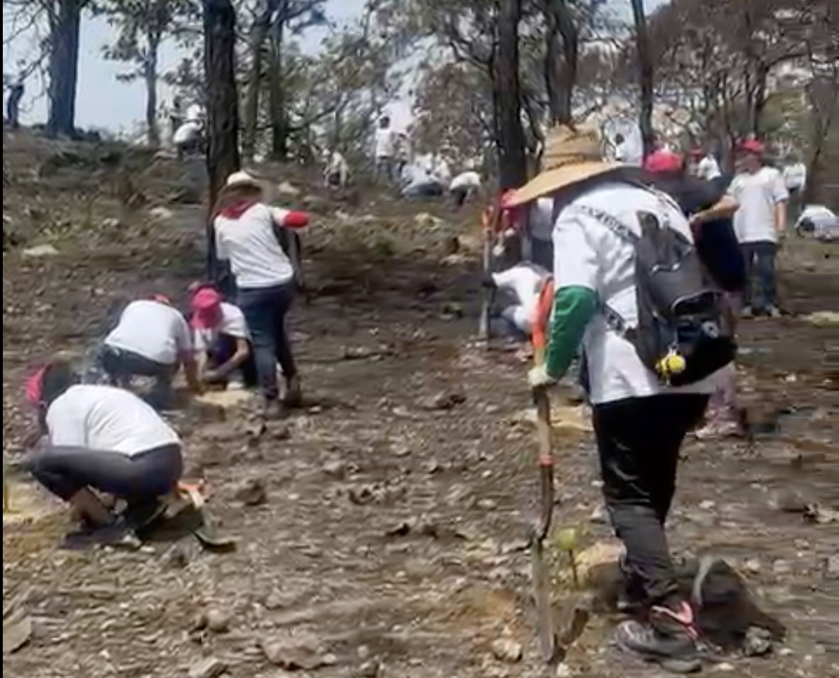 Voluntariado