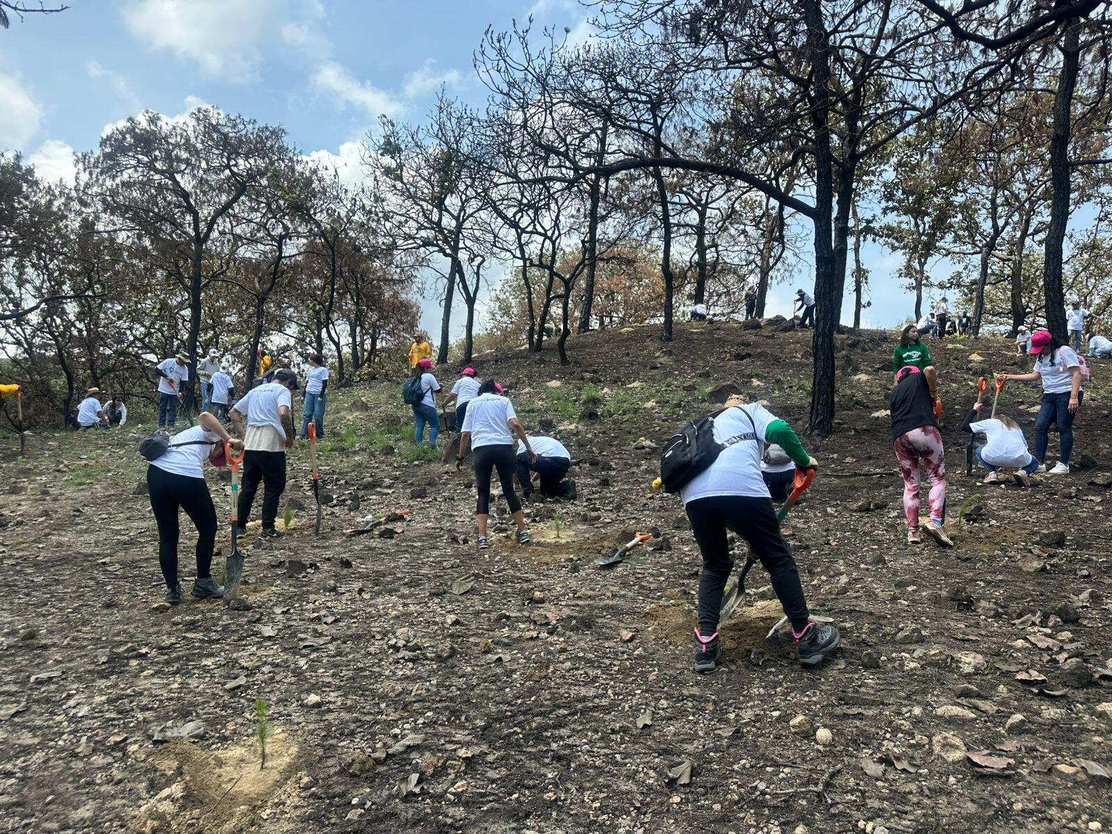 Voluntariado