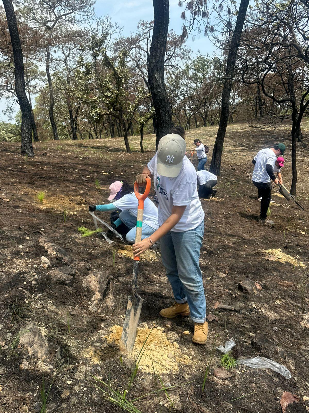 Voluntariado
