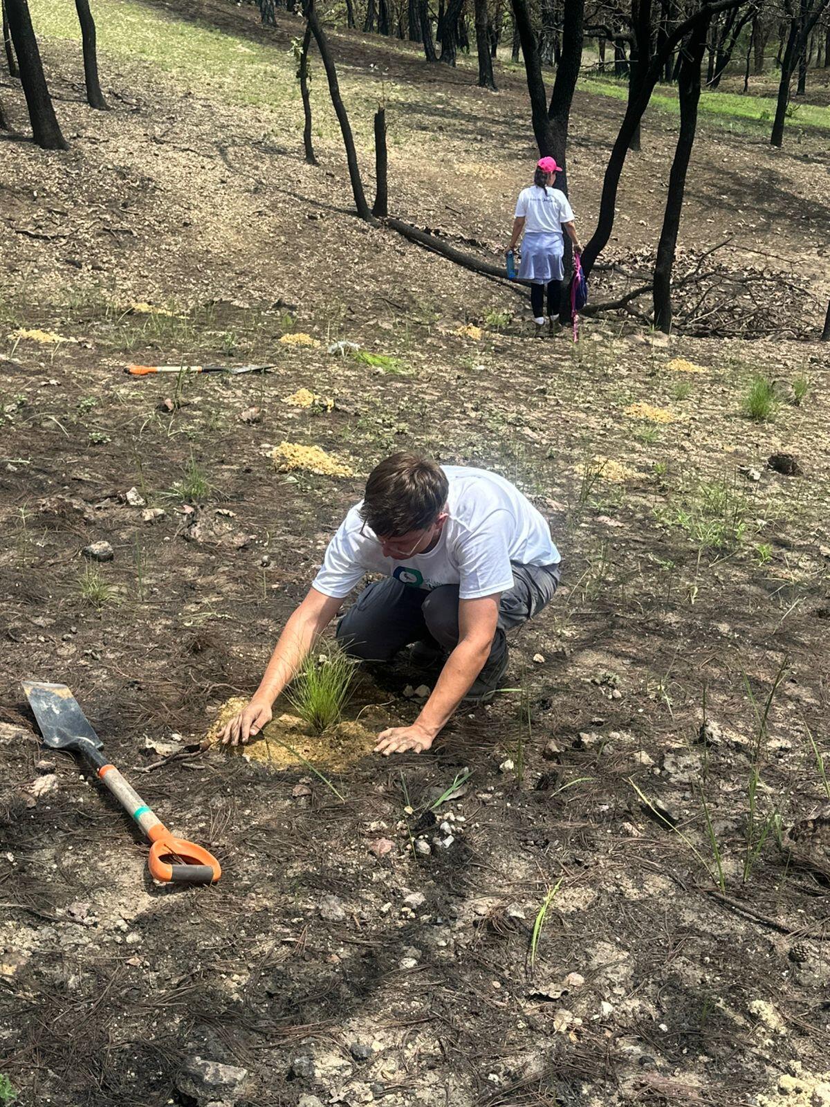 Voluntariado