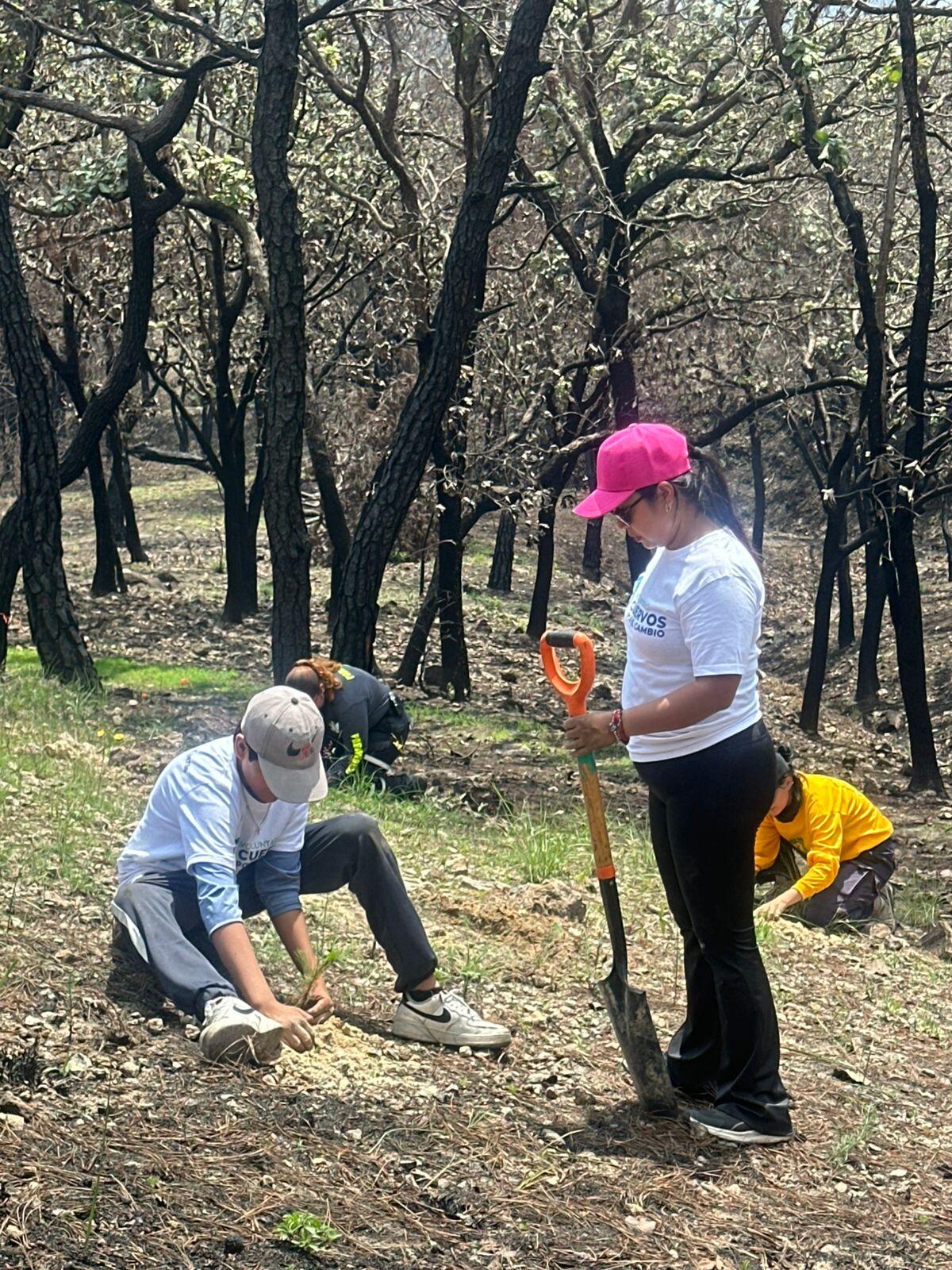 Voluntariado
